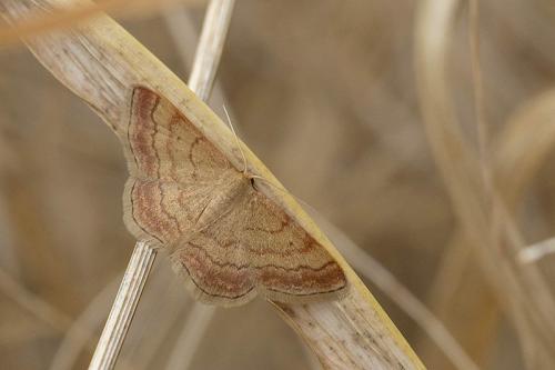 Réf. 288 860 : Scopula rubiginata